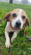 Irma - Not at the Shelter