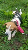Irma - Not at the Shelter