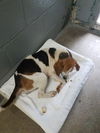 Irma - Not at the Shelter