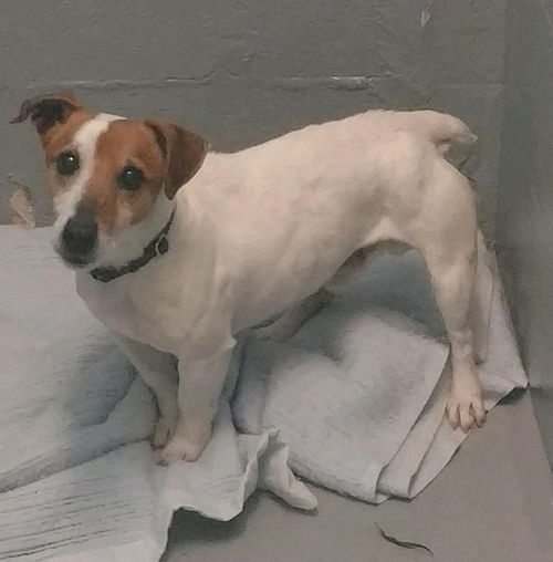 Hector - at the Shelter