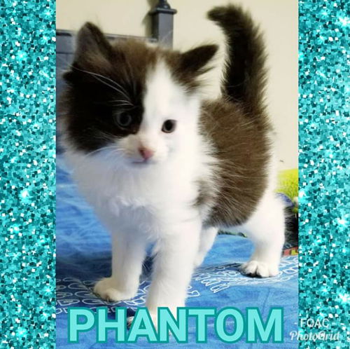 Cami's Phantom-Not at the Shelter