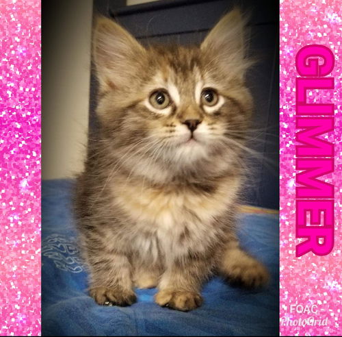 Marina's Glimmer-Not at the Shelter