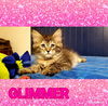 Marina's Glimmer-Not at the Shelter
