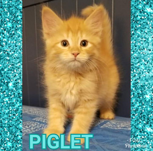 Marina's Piglet - Not at the Shelter