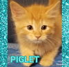 Marina's Piglet - Not at the Shelter