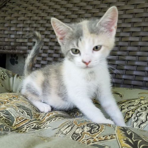 AmberRose - Not at the Shelter