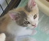 AmberRose - Not at the Shelter