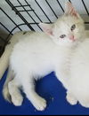 Natasha - Not at the Shelter
