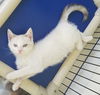 Natasha - Not at the Shelter