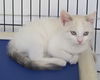 Natasha - Not at the Shelter