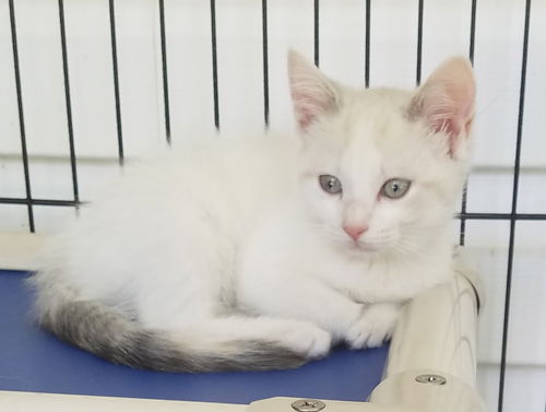 Natasha - Not at the Shelter