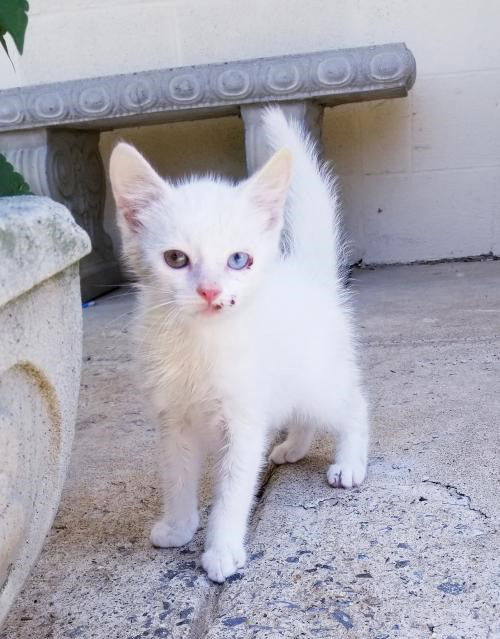 Elliott-Not at the Shelter