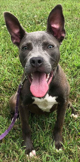 Bindi-Not At the Shelter