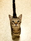 Emmi - At PetSmart