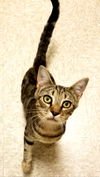 Emmi - At PetSmart