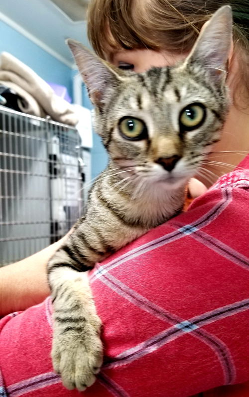 Emmi - At PetSmart