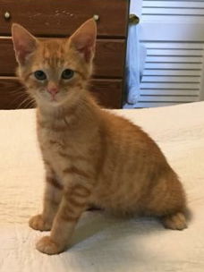 Hiccup-Visit him at Petsmart