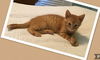 Hiccup-Visit him at Petsmart