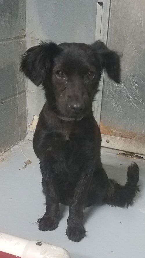 Hennie (aka Luna)  - Not at the Shelter