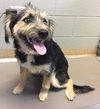 Oreo-Not at the Shelter