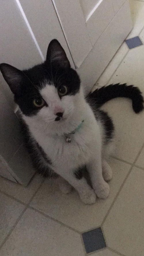 Marilyn - Not at the Shelter