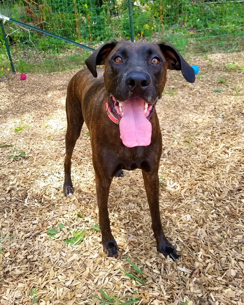 Cora Mae-Not at the Shelter