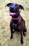 Cora Mae-Not at the Shelter