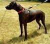Cora Mae-Not at the Shelter