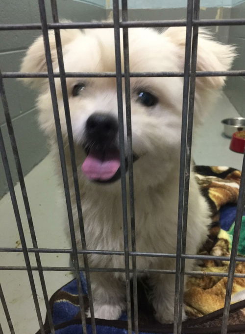 Simba- At the Shelter