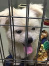 Simba- At the Shelter