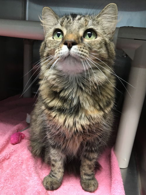 Shay-Visit her at Petsmart