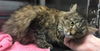 Shay-Visit her at Petsmart