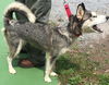 Shasta-At the Shelter