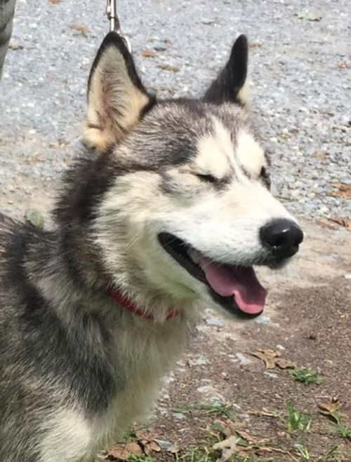Shasta-At the Shelter