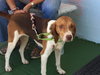 Junie-Not at the Shelter