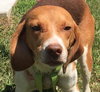 Junie-Not at the Shelter