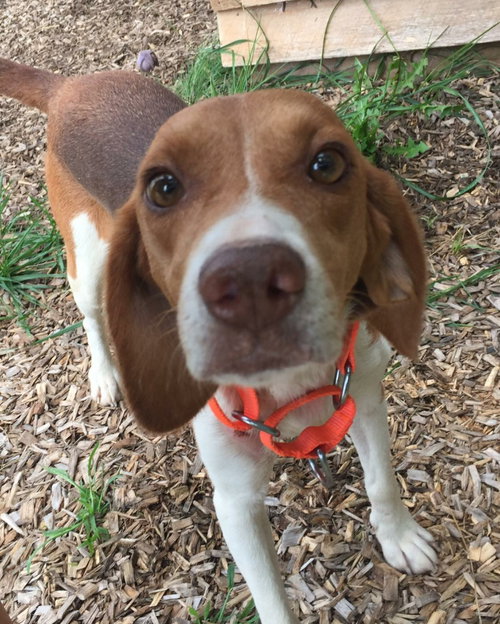 Junie-Not at the Shelter