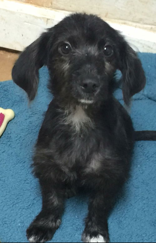 Scamp-Not at the Shelter