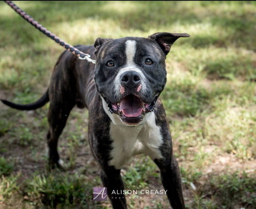 Baxter-At the Shelter