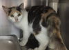 Tawny-Visit her at Petsmart