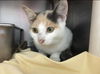 Tawny-Visit her at Petsmart