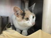 Tawny-Visit her at Petsmart