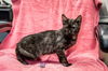 Santana - Not at the Shelter