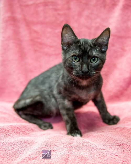 Santana - Not at the Shelter