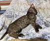 Santana - Not at the Shelter