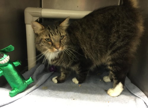 Brookville: Not at the Shelter