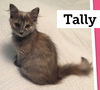 Tally - Visit her at Petsmart