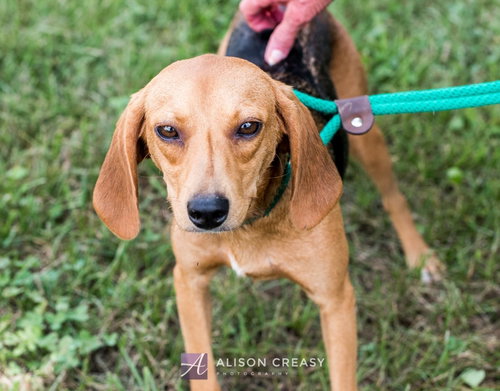 Bridgette - At the Shelter