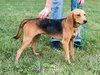 Bridgette - At the Shelter