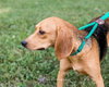 Bridgette - At the Shelter